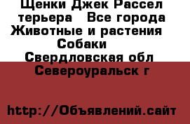 Щенки Джек Рассел терьера - Все города Животные и растения » Собаки   . Свердловская обл.,Североуральск г.